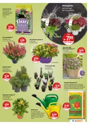 Gazetka promocyjna Vmarkt - V-Markt - Gazetka - ważna od 28.09 do 28.09.2022 - strona 15 - produkty: blume, blumen, blumenerde, brause, ente, erde, Garten, Gießkanne, im 9-cm-topf, Kalanchoe, Konifere, lamm, LG, pflanze, pflanzen, Schmuck, Ti, topf, übertopf