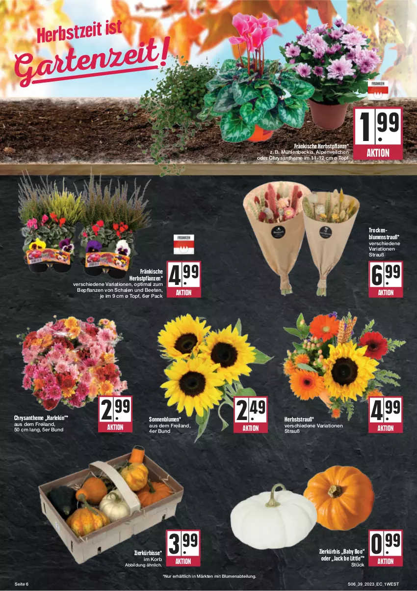 Aktueller Prospekt E Center - Angebote der Woche - von 25.09 bis 30.09.2023 - strona 6 - produkty: Abtei, Alpenveilchen, blume, blumen, Blumenstrauß, korb, Kürbis, pflanze, pflanzen, Ria, Schal, Schale, sonnenblume, sonnenblumen, Ti, topf