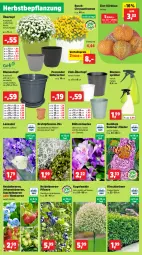 Gazetka promocyjna Thomas Philipps - Gazetka - ważna od 31.08 do 31.08.2024 - strona 2 - produkty: ACC, beere, beeren, blume, blumen, Blüte, Blütenstauden, chrysanthemen, cin, Draht, eis, flieder, heidelbeere, heidelbeeren, himbeer, himbeere, himbeeren, johannisbeere, Johannisbeeren, kirsch, Kugel, Kürbis, lavendel, pflanze, pflanzen, reis, Stachelbeeren, stauden, Ti, topf, übertopf, Untersetzer, vita, vorteilspreis