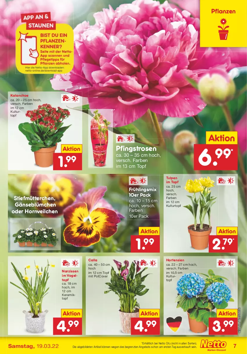 Aktueller Prospekt Netto Marken-Discount - Filial-Angebote - von 14.03 bis 19.03.2022 - strona 7 - produkty: angebot, hortensie, hortensien, Kalanchoe, kulturtopf, Narzissen, Pfingstrosen, pflanze, pflanzen, rosen, Ti, topf, ZTE