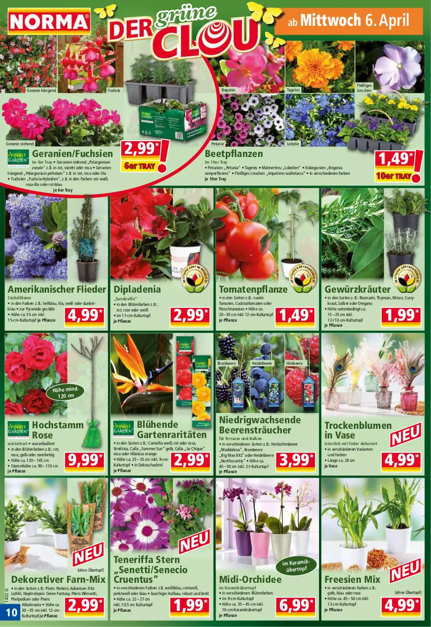 Aktueller Prospekt Norma - Norma - von 04.04 bis 11.04.2022 - strona 10 - produkty: ball, Bau, beere, beeren, beetpflanzen, Begonia, Begonie, blume, blumen, Blüte, Brei, brombeere, cocktail, curry, dip, dipladenia, eis, fanta, fleisch, flieder, fritz, Garten, geranie, geranien, gewürz, heidelbeere, himbeer, himbeere, Kraut, kräuter, kulturtopf, Lobelie, minze, orange, orchidee, Pelargonium, petunie, petunien, pflanze, pflanzen, pril, rel, Ria, rosmarin, Ti, tomate, tomaten, topf, übertopf, Vase