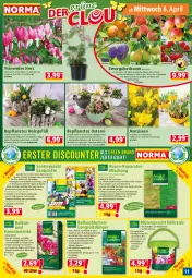 Gazetka promocyjna Norma - Norma - Gazetka - ważna od 11.04 do 11.04.2022 - strona 11 - produkty: apfel, aprikose, auer, Bau, Bauer, blume, blumen, Blüte, creme, dekoration, dünger, eier, eimer, elle, erde, frucht, Garten, geranie, geranien, Geranienerde, Holz, Kalanchoe, Kinder, kirsch, kirsche, kübelpflanzen, kulturtopf, latte, Narzissen, Nektar, obst, pfirsich, pflanze, pflanzen, pflaume, pril, rasen, rind, salz, Schal, Schale, Spezi, stauden, teppich, Ti, topf, usb, Vegeta, ZTE