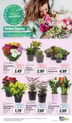 Gazetka promocyjna Lidl - Aktionsprospekt - Gazetka - ważna od 19.08 do 19.08.2023 - strona 7 - produkty: angebot, bambus, chrysanthemen, eis, ente, Kaktee, pflanze, pflanzen, reis, Schal, Schale, Sempervivum, Sukkulente, tee, Ti, topf, übertopf, ZTE