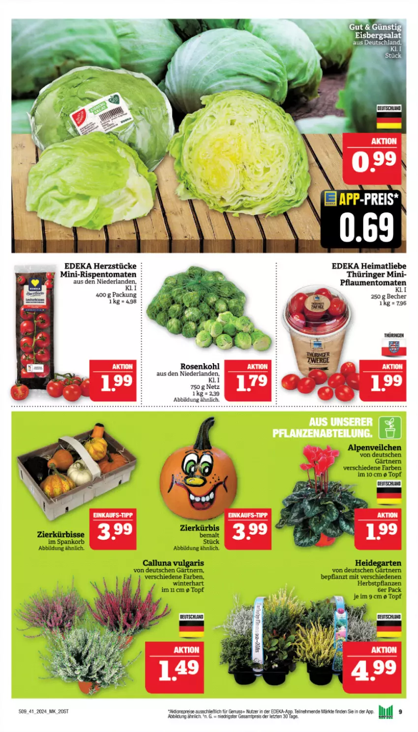 Aktueller Prospekt Marktkauf - Prospekt - von 06.10 bis 12.10.2024 - strona 9 - produkty: aktionspreis, Becher, deka, eis, eisbergsalat, mini-rispentomaten, nuss, pflanze, pflanzen, pflaume, pflaumen, reis, ring, rispentomaten, rosen, Rosenkohl, salat, Ti, tomate, tomaten, topf, ZTE