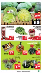 Gazetka promocyjna Marktkauf - Prospekt - Gazetka - ważna od 12.10 do 12.10.2024 - strona 9 - produkty: aktionspreis, Becher, deka, eis, eisbergsalat, mini-rispentomaten, nuss, pflanze, pflanzen, pflaume, pflaumen, reis, ring, rispentomaten, rosen, Rosenkohl, salat, Ti, tomate, tomaten, topf, ZTE