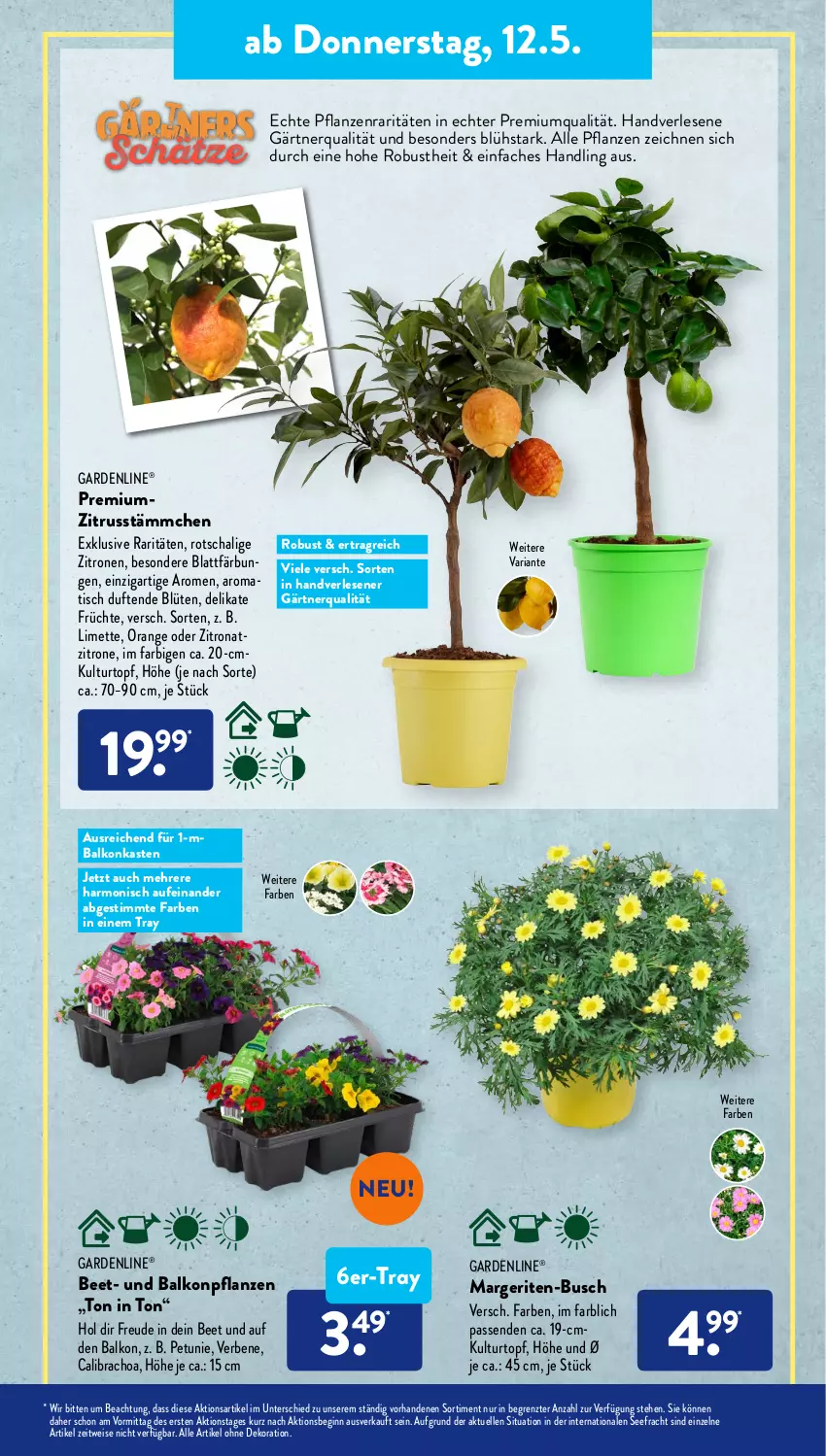 Aktueller Prospekt AldiSud - ALDI Aktuell - von 09.05 bis 14.05.2022 - strona 31 - produkty: alle artikel ohne dekoration, Blüte, calibrachoa, dekoration, eis, elle, früchte, gardenline®, gin, kulturtopf, limette, Mett, orange, petunie, pflanze, pflanzen, Ria, Schal, Ti, tisch, topf, zitrone, zitronen, ZTE