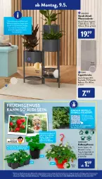 Gazetka promocyjna AldiSud - ALDI Aktuell - Gazetka - ważna od 14.05 do 14.05.2022 - strona 14 - produkty: ACC, accessoires, aldi, alle artikel ohne dekoration, Bau, baumwolle, casa deco, decke, dekoration, eis, elle, Erdbeerpflanze, frucht, früchte, gardenline®, gin, kulturtopf, möbel, nuss, pflanze, pflanzen, teppich, Ti, topf, wolle, ZTE