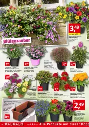 Gazetka promocyjna Bauhaus - Prospekte - Gazetka - ważna od 02.07 do 02.07.2022 - strona 10 - produkty: Antirrhinum majus, aqua, auer, beetpflanzen, Begonia, blume, Blüte, braun, calibrachoa, Cap, cosmea, dahlie, geranie, jumbo, Körbchen, orange, Pelargonium, pflanze, pflanzen, sekt, Ti, topf, übertopf, wasser, Yo, zauberglöckchen