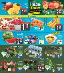 Gazetka promocyjna E Center - Angebote der Woche - Gazetka - ważna od 27.05 do 27.05.2023 - strona 3 - produkty: ananas, aprikose, aprikosen, banane, bananen, beere, beeren, Begonie, bio, decke, dell, dip, dipladenia, edellieschen, eis, ente, erdbeere, erdbeeren, geranie, heidelbeere, heidelbeeren, himbeer, himbeere, himbeeren, hortensie, kiwi, korb, mango, melone, Nektar, nektarinen, nektarinen oder, obst, oder pfirsiche, pfirsich, pfirsiche, pflanze, pflanzen, reis, Ria, salat, Schal, Schale, super-knüller, Ti, topf, wasser, wassermelone