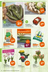 Gazetka promocyjna Tegut - Angebote der Woche - Gazetka - ważna od 22.01 do 22.01.2022 - strona 8 - produkty: angebot, angebote, Bau, bio, bio-zucchini, blume, blumen, Blumen und Pflanzen, blumenkohl, cocktail, dekoration, eis, gurke, gurken, kartoffel, kartoffeln, orchidee, orchideen, pflanze, pflanzen, phalaenopsis, Primeln, Rauch, reis, ring, Schal, Schale, speisekartoffeln, Ti, tomate, tomaten, topf, zucchini