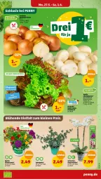 Gazetka promocyjna Penny - Prospekte - Gazetka - ważna od 01.06 do 01.06.2024 - strona 9 - produkty: Bravo, bunte salate, champignon, champignons, salat, salate, Schal, Schale, topf, zwiebel, zwiebeln