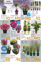 Gazetka promocyjna  - Gazetka - ważna od 13.04 do 13.04.2024 - strona 4 - produkty: Blüte, Container, Körbchen, lavendel, pflanze, rosen, Ti, topf