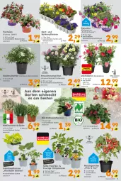 Gazetka promocyjna  - Gazetka - ważna od 13.04 do 13.04.2024 - strona 5 - produkty: balkonpflanzen, Bau, bio, Blüte, calibrachoa, chili, dip, dipladenia, Erdbeerpflanze, frucht, Garten, kräuter, mit frucht, paprika, petunie, petunien, pflanze, pflanzen, Rauch, Ti, topf