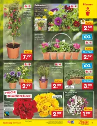 Gazetka promocyjna Netto Marken-Discount - Filial-Angebote - Gazetka - ważna od 27.05 do 27.05.2023 - strona 7 - produkty: angebot, ball, beetpflanzen, Begonie, bestpreis, blume, blumen, calibrachoa, eis, Erdbeerpflanze, HP, lavendel, petunie, petunien, pflanze, pflanzen, reis, rosen, Ti, topf, zauberglöckchen, ZTE