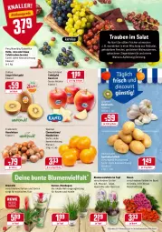 Gazetka promocyjna Rewe - Prospekte - Gazetka - ważna od 23.01 do 23.01.2022 - strona 2 - produkty: apfel, apfelessig, blume, blumen, Bromelie, clementinen, dressing, eis, elle, essig, feldsalat, fenchel, früchte, geback, kartoffel, kartoffeln, Käse, kiwi, Kiwi Gold, knoblauch, mandarine, mandarinen, nuss, pflanze, pflanzen, rosen, salat, Schal, Schale, speisekartoffeln, tafeläpfel, tafeltrauben, Ti, tisch, topf, trauben, walnuss, walnusskerne, zespri, ziegenkäse, zwiebel, zwiebeln