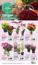 Gazetka promocyjna Lidl - Aktionsprospekt - Gazetka - ważna od 30.09 do 30.09.2023 - strona 63 - produkty: angebot, chrysanthemen, eis, Heidekraut, Kraut, kulturtopf, Mett, orchidee, pflanze, pflanzen, reis, Ria, rosen, Rosenstrauß, Schmetterling, Ti, topf, ZTE