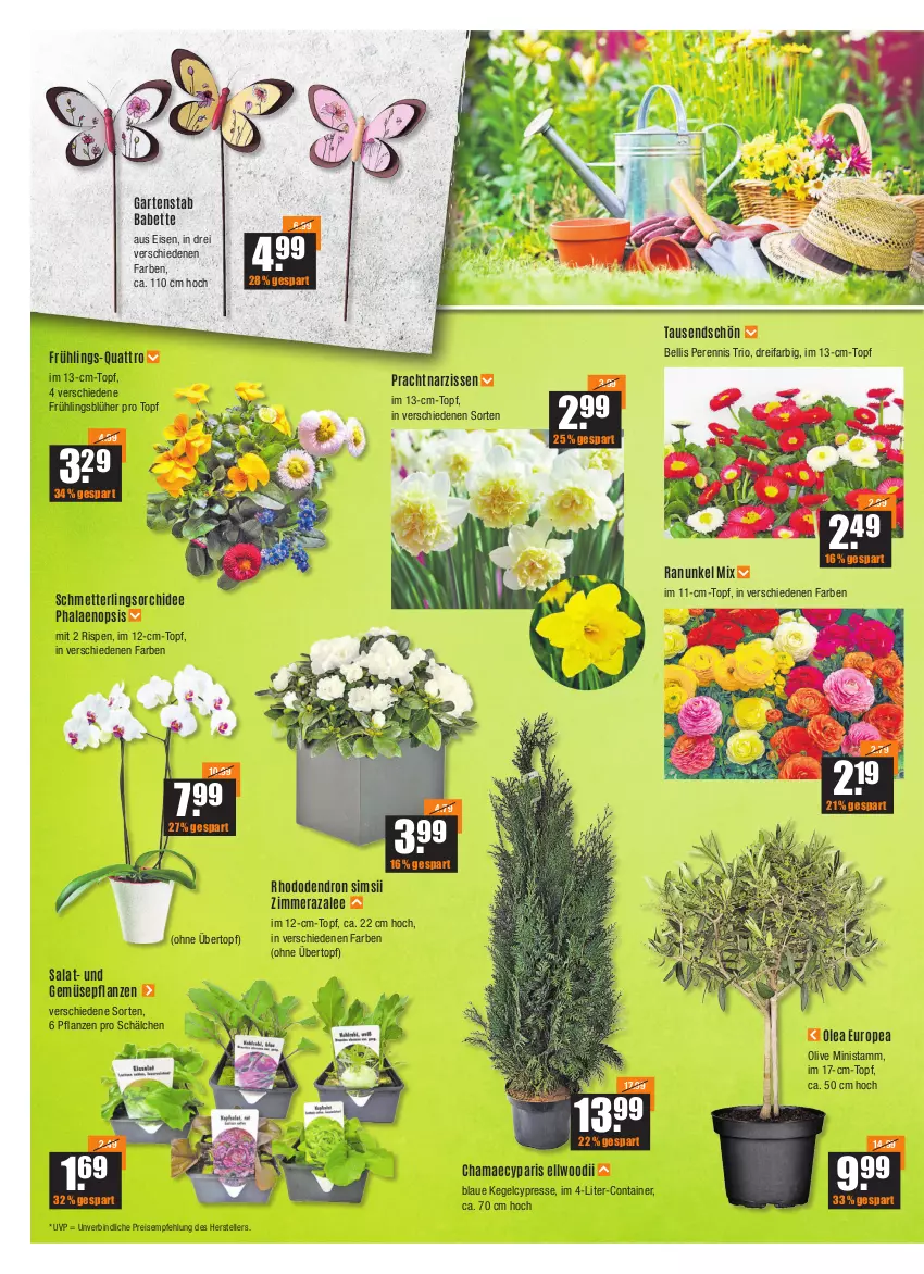 Aktueller Prospekt Vmarkt - V-Baumarkt - von 31.03 bis 06.04.2022 - strona 2 - produkty: bett, Container, eis, elle, Garten, hama, Mett, Narzissen, olive, orchidee, pflanze, pflanzen, phalaenopsis, reis, salat, Schmetterling, schmetterlingsorchidee, sim, teller, topf, übertopf, und gemüse