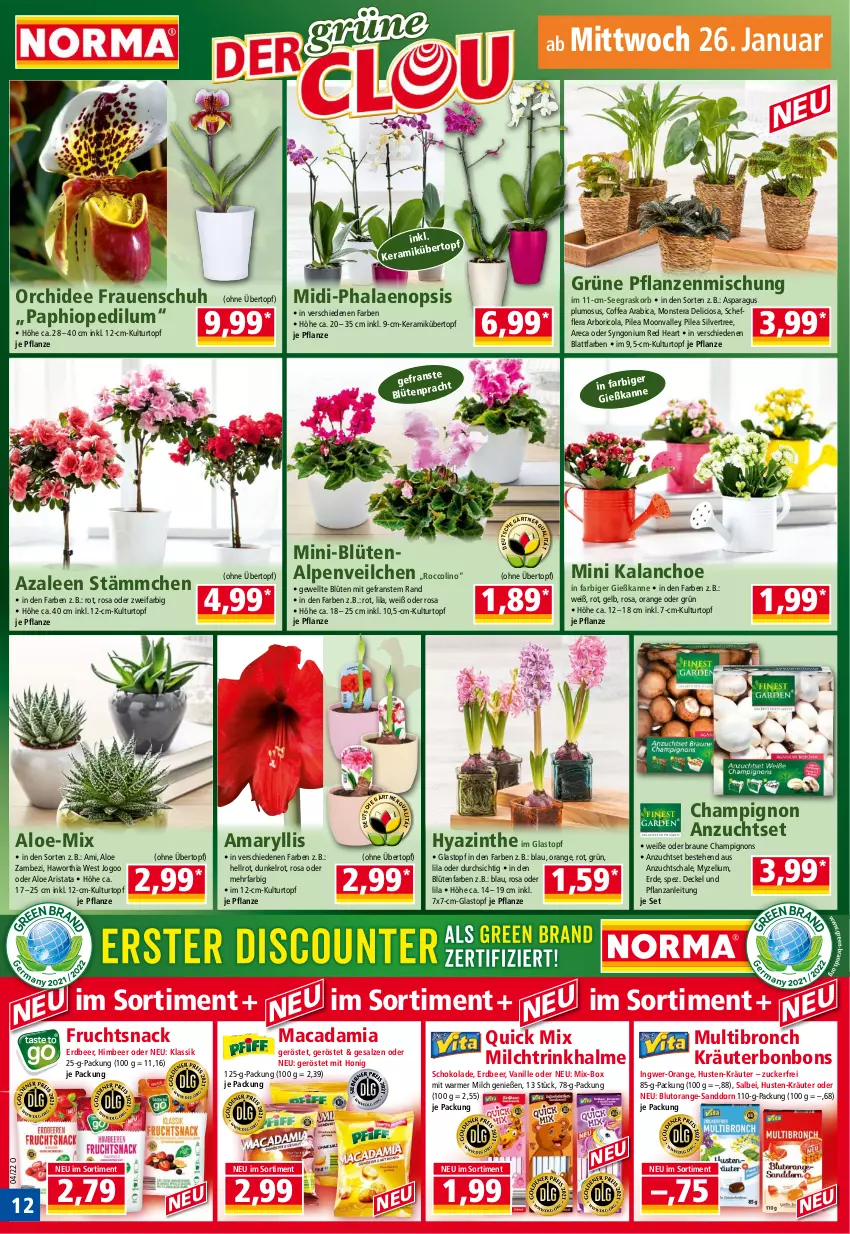 Aktueller Prospekt Norma - Norma - von 24.01 bis 31.01.2022 - strona 12 - produkty: Alpenveilchen, Blüte, Blutorange, bonbons, braun, champignon, champignons, cola, decke, Deckel, erde, frucht, Gießkanne, himbeer, honig, ingwer, Kalanchoe, korb, kräuter, kulturtopf, mac, macadamia, milch, monster, Monstera, orange, orchidee, pflanze, pflanzen, phalaenopsis, Ricola, salz, sanddorn, Schal, Schale, schoko, schokolade, silvertree, snack, Ti, topf, Trinkhalme, übertopf, vanille, zucker