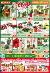 Gazetka promocyjna Norma - Norma - Gazetka - ważna od 31.01 do 31.01.2022 - strona 12 - produkty: Alpenveilchen, Blüte, Blutorange, bonbons, braun, champignon, champignons, cola, decke, Deckel, erde, frucht, Gießkanne, himbeer, honig, ingwer, Kalanchoe, korb, kräuter, kulturtopf, mac, macadamia, milch, monster, Monstera, orange, orchidee, pflanze, pflanzen, phalaenopsis, Ricola, salz, sanddorn, Schal, Schale, schoko, schokolade, silvertree, snack, Ti, topf, Trinkhalme, übertopf, vanille, zucker