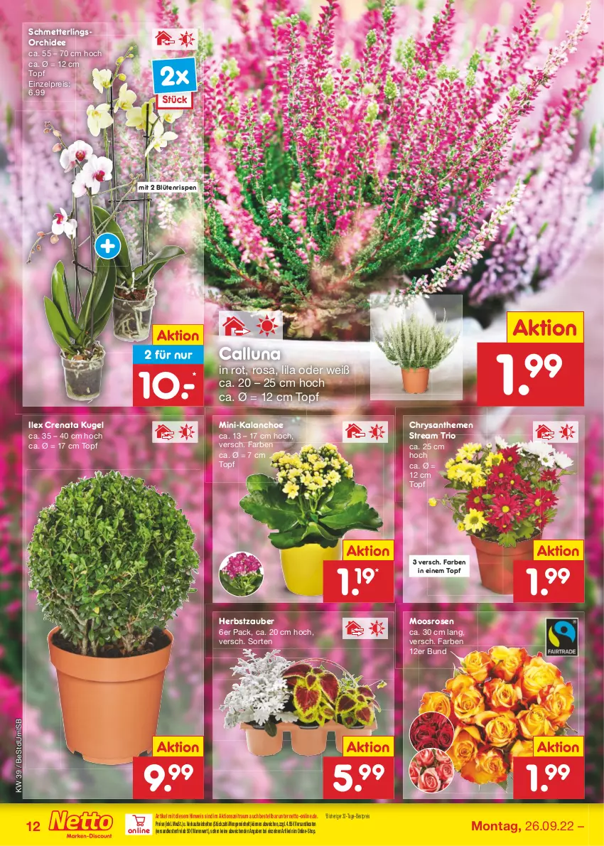 Aktueller Prospekt Netto Marken-Discount - Filial-Angebote - von 26.09 bis 01.10.2022 - strona 12 - produkty: bestpreis, Blüte, chrysanthemen, eis, Kalanchoe, Kugel, Mett, ndk, orchidee, reis, rosen, Schmetterling, schmetterlingsorchidee, Ti, topf, versandkostenfrei