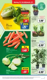 Gazetka promocyjna Lidl - Aktionsprospekt - Gazetka - ważna od 20.01 do 20.01.2024 - strona 3 - produkty: angebot, coupon, eis, Ficus, Kalanchoe, kohlrabi, Mett, möhren, Narzissen, pflanze, pflanzen, reis, salat, Schal, Schale, Schmetterling, Thea, Ti, topf, ZTE