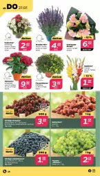 Gazetka promocyjna Netto - Woche 30 - Gazetka - ważna od 29.07 do 29.07.2023 - strona 20 - produkty: beere, beeren, chrysanthemen, Gladiolen, heidelbeere, heidelbeeren, hortensie, Kalanchoe, kirsch, kirsche, kirschen, Nektar, nektarinen, Ria, sac, stauden, Ti, topf, trauben