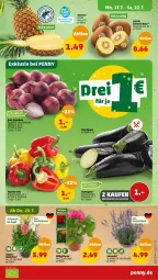 Gazetka promocyjna Penny - Prospekte - Gazetka - ważna od 22.07 do 22.07.2023 - strona 3 - produkty: ananas, aubergine, Elan, gin, kiwi, paprika, Rote Zwiebel, Schal, Schale, topf, zespri, zwiebel, zwiebeln