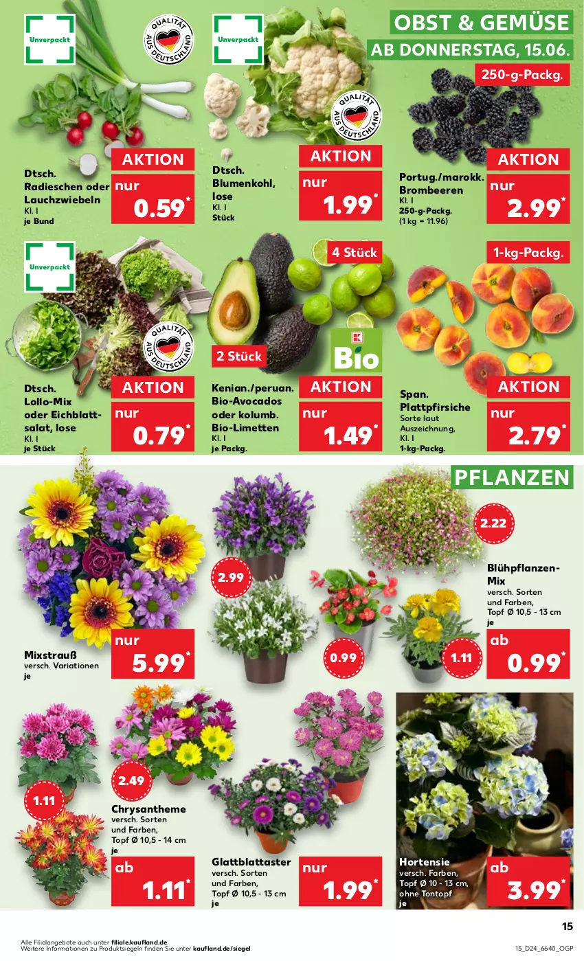 Aktueller Prospekt Kaufland - Prospekt - von 15.06 bis 21.06.2023 - strona 15 - produkty: angebot, angebote, avocado, avocados, beere, beeren, bio, blume, blumen, blumenkohl, brombeere, brombeeren, hortensie, HP, Lauchzwiebel, lauchzwiebeln, limette, limetten, Mett, metten, obst, pfirsich, pfirsiche, pflanze, pflanzen, plattpfirsiche, radieschen, Ria, salat, Ti, topf, zwiebel, zwiebeln