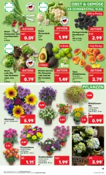 Gazetka promocyjna Kaufland - Prospekt - Gazetka - ważna od 21.06 do 21.06.2023 - strona 15 - produkty: angebot, angebote, avocado, avocados, beere, beeren, bio, blume, blumen, blumenkohl, brombeere, brombeeren, hortensie, HP, Lauchzwiebel, lauchzwiebeln, limette, limetten, Mett, metten, obst, pfirsich, pfirsiche, pflanze, pflanzen, plattpfirsiche, radieschen, Ria, salat, Ti, topf, zwiebel, zwiebeln