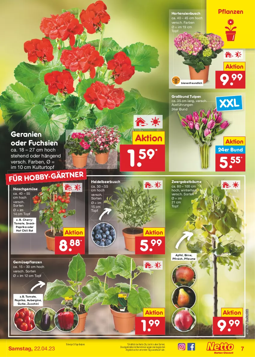 Aktueller Prospekt Netto Marken-Discount - Filial-Angebote - von 17.04 bis 22.04.2023 - strona 7 - produkty: angebot, apfel, aubergine, bestpreis, chili, eis, geranie, geranien, gin, gurke, Hobby, hortensie, hortensien, hot chili, kulturtopf, obst, paprika, pfirsich, pflanze, pflanzen, pflaume, reis, snack, Ti, tomate, topf, ZTE, zucchini