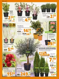 Gazetka promocyjna  - Prospekt für Globus Baumarkt  Achern - Gazetka - ważna od 09.04 do 09.04.2022 - strona 3 - produkty: apfel, Bau, beispielabbildung, Blüte, Container, eis, elle, frucht, Garten, gewürz, kräuter, olive, oliven, pflanze, pflanzen, Rauch, reis, Ria, rosen, Ti, topf, übertopf