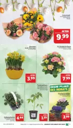 Gazetka promocyjna Marktkauf - Prospekt - Gazetka - ważna od 08.04 do 08.04.2023 - strona 9 - produkty: cocktail, eier, eis, Erdbeerpflanze, fleisch, hortensie, hortensien, Narzissen, pflanze, pflanzen, reis, Ria, Schal, Schale, Ti, tomate, tomaten, topf, ZTE