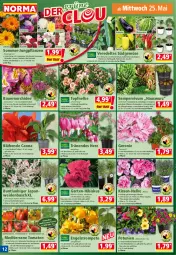 Gazetka promocyjna Norma - Norma - Gazetka - ważna od 30.05 do 30.05.2022 - strona 12 - produkty: aubergine, auer, Bau, Bauer, Blüte, Calendula, cosmea, eis, Engel, ente, fleisch, Garten, geranie, gin, Hauswurz, kissen, kulturtopf, Leuchte, leuchten, lion, löwenmaul, melone, orange, orchidee, paprika, paprika rot, peperoni, Peroni, petunie, petunien, pflanze, pflanzen, Ria, Sempervivum, Sukkulente, tender, tomate, tomaten, topf, wasser, wassermelone, zucchini, zucker, Zuckermelone