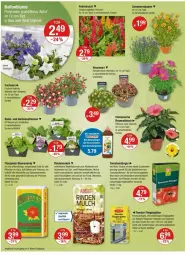 Gazetka promocyjna Vmarkt - Prospekte - Gazetka - ważna od 05.06 do 05.06.2024 - strona 20 - produkty: angebot, angebote, Astra, ball, blume, blumen, blumenerde, decke, dünger, ente, erde, fenster, fliegengitter, Garten, Hauswurz, Holz, Kraut, kräuter, leine, LG, Liege, mac, messer, natur, pflanze, pflanzen, rind, rindenmulch, rosen, salat, sekt, Sempervivum, Spezi, stauden, Ti, tomate, tomaten, topf, übertopf, und gemüse, usb