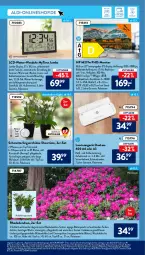 Gazetka promocyjna AldiSud - ALDI Aktuell - Gazetka - ważna od 15.01 do 15.01.2022 - strona 21 - produkty: aldi, angebot, angebote, auer, aust, auto, Blüte, eis, elle, ente, HDMI, HP, ips-display, jumbo, Leuchte, leuchten, LG, Liege, Mett, monitor, orchidee, pflanze, pflanzen, rum, rwe, Schmetterling, schmetterlingsorchidee, Spektrum, spiegel, Ti, tisch, topf, übertopf, uhr, wanduhr, weck