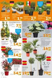 Gazetka promocyjna  - Gazetka - ważna od 18.04 do 18.04.2026 - strona 2 - produkty: Bau, Blüte, gewürz, gurke, gurken, hama, hortensie, hortensien, hydrangea, kräuter, kräutern, Leuchte, leuchten, olive, oliven, paprika, rosen, salat, Schal, Schale, Ti, tomate, tomaten, topf, und gemüse
