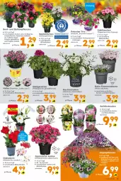 Gazetka promocyjna  - Gazetka - ważna od 18.04 do 18.04.2026 - strona 3 - produkty: auer, Begonia, blume, Blüte, dell, dip, edellieschen, geranie, geranien, Körbchen, lamm, LG, Lobelie, Pelargonium, petunie, petunien, Ria, rum, stauden, Ti, topf