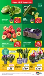 Gazetka promocyjna Lidl - Aktionsprospekt - Gazetka - ważna od 19.08 do 19.08.2023 - strona 3 - produkty: bio, bioland, discount, eis, Grünpflanzen, gurke, gurken, korb, ndk, Nektar, nektarinen, pflanze, pflanzen, reis, salat, Ti, topf