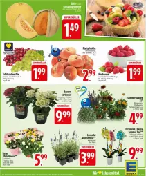 Gazetka promocyjna Edeka - Prospekte - Gazetka - ważna od 02.08 do 02.08.2025 - strona 9 - produkty: auer, Bau, Bauer, beere, beeren, deka, eier, himbeer, himbeere, himbeeren, hortensie, Kraut, lavendel, orchidee, orchideen, ritter, rosen, stauden, tafeltrauben, Ti, topf, trauben
