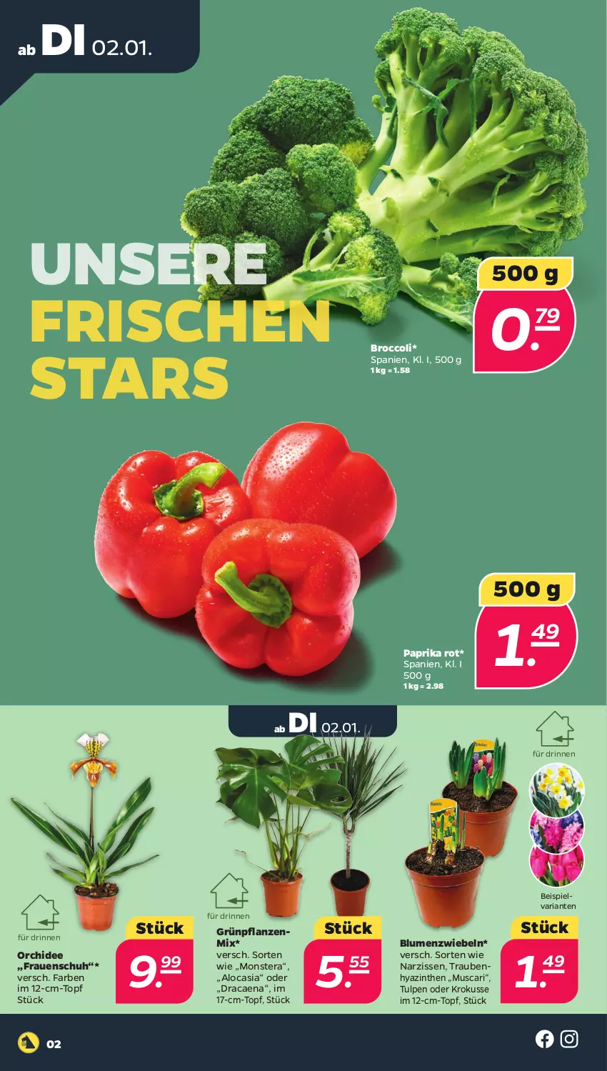 Aktueller Prospekt Netto - Woche 1 - von 02.01 bis 06.01.2024 - strona 2 - produkty: blume, blumen, broccoli, eis, Grünpflanzen, monster, Monstera, Narzissen, orchidee, paprika, paprika rot, pflanze, pflanzen, Ria, topf, trauben, zwiebel, zwiebeln