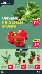 Gazetka promocyjna Netto - Woche 1 - Gazetka - ważna od 06.01 do 06.01.2024 - strona 2 - produkty: blume, blumen, broccoli, eis, Grünpflanzen, monster, Monstera, Narzissen, orchidee, paprika, paprika rot, pflanze, pflanzen, Ria, topf, trauben, zwiebel, zwiebeln