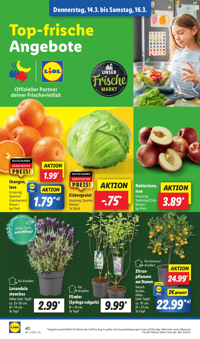 Aktueller Prospekt Lidl - Aktionsprospekt - von 11.03 bis 16.03.2024 - strona 46 - produkty: angebot, angebote, coupon, eis, eisbergsalat, flieder, LG, Nektar, nektarinen, orange, orangen, pflanze, pflanzen, reis, ring, salat, Ti, topf