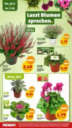 Gazetka promocyjna Penny - Prospekte - Gazetka - ważna od 01.10 do 01.10.2022 - strona 20 - produkty: Alpenveilchen, eis, Grünpflanzen, pflanze, pflanzen, reis, Ti, ZTE