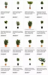 Gazetka promocyjna Obi - Prospekte - Gazetka - ważna od 27.12 do 27.12.2023 - strona 7 - produkty: Bau, citrus, limo, olive, oliven, orange, orangen, Ti, topf, zitrone, zitronen