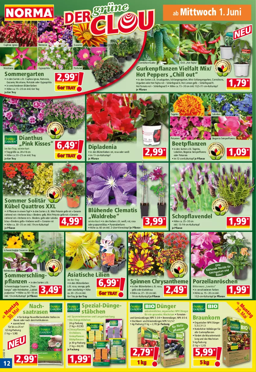 Aktueller Prospekt Norma - Norma - von 30.05 bis 06.06.2022 - strona 12 - produkty: beere, beeren, beetpflanzen, Begonia, bio, Blüte, bohne, braun, chili, dip, dipladenia, dünger, elle, ente, Garten, Gartenpflanze, Gemüsedünger, geranie, Grünpflanzen, gurke, gurken, HP, korn, kräuter, kulturtopf, lavendel, Lobelie, orange, orchidee, orchideen, petunie, petunien, pflanze, pflanzen, rasen, senf, snack, Spezi, Ti, Tiere, tisch, tomate, tomaten, topf, und gemüse, WICK