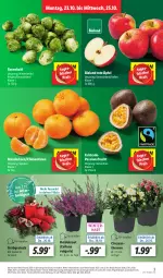 Gazetka promocyjna Lidl - Aktionsprospekt - Gazetka - ważna od 28.10 do 28.10.2023 - strona 3 - produkty: angebot, bio, bioland, chrysanthemen, clementinen, discount, eis, frucht, Heidekraut, Kraut, LG, mandarine, mandarinen, passionsfrucht, pflanze, pflanzen, reis, rosen, Rosenkohl, Ti, topf, ZTE