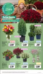 Gazetka promocyjna Lidl - Aktionsprospekt - Gazetka - ważna od 28.10 do 28.10.2023 - strona 7 - produkty: angebot, beere, beeren, eier, eis, Heidekraut, Konifere, Kraut, LG, pflanze, pflanzen, reis, Ria, rosen, Rosenstrauß, Ti, topf, ZTE