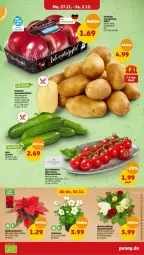 Gazetka promocyjna Penny - Prospekte - Gazetka - ważna od 02.12 do 02.12.2023 - strona 3 - produkty: eis, Ergee, gurke, gurken, kartoffel, kartoffeln, rispentomaten, rosen, sac, Schal, Schale, speisekartoffeln, Ti, tomate, tomaten, topf, Weihnachtsstern