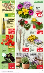 Gazetka promocyjna Kaufland - Prospekt - Gazetka - ważna od 20.03 do 20.03.2024 - strona 19 - produkty: angebot, angebote, aubergine, auer, Bad, bio, bioland, braten, braun, burgunder, champignon, champignons, frucht, gin, grauer burgunder, Holz, lavendel, paprika, pflanze, pflanzen, pilze, qualitätswein, qualitätsweine, Ria, Romatomaten, spargel, Ti, tomate, tomaten, topf, übertopf, wein, weine, Weißwein, zucchini