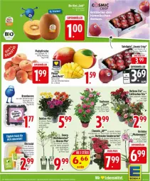 Gazetka promocyjna Edeka - Prospekte - Gazetka - ważna od 07.06 do 07.06.2025 - strona 9 - produkty: ananas, apfel, beere, beeren, brombeere, brombeeren, dahlie, eis, heidelbeere, heidelbeeren, hortensie, hortensien, mango, melone, nuss, obst, orange, orchidee, pfirsich, pfirsiche, phalaenopsis, plattpfirsiche, reis, rosen, salat, Ti, topf, wasser, wassermelone